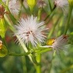 Senecio doria Owoc