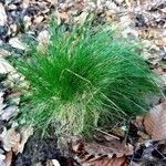 Festuca heterophylla Hoja