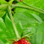 Fragaria vesca Plod