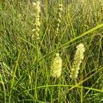 Tofieldia calyculata Fleur