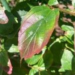Parrotia subaequalis Hoja