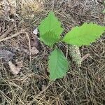 Quercus michauxii Leaf