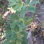 Vicia narbonensis Habitus