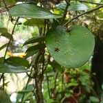 Hoya australis Fuelha