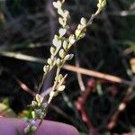 Persicaria punctata Цветок