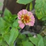 Zinnia peruvianaപുഷ്പം