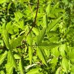 Filipendula ulmaria Blad