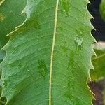 Banksia robur पत्ता