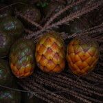 Raphia textilis Fruto