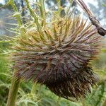 Cirsium jorullense Květ