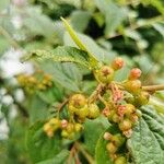 Cotoneaster bullatus Fruit