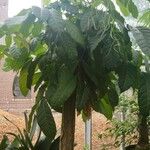 Swietenia mahagoni Агульны выгляд