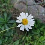 Leucanthemum ircutianum Квітка