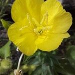 Oenothera parvifloraKwiat