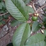 Psidium guajava 叶
