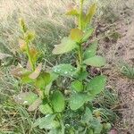 Berberis vulgarisLeaf