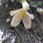 Clematis cirrhosa फूल