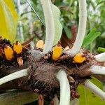 Myrmecodia platyrea Fruit
