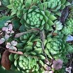 Sempervivum globiferum Leaf