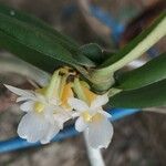 Calyptrochilum christyanum Flor