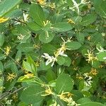 Lonicera morrowii Лист