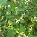 Lonicera morrowii Feuille