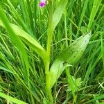 Dactylorhiza majalis Φύλλο