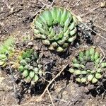 Orostachys spinosa Hoja