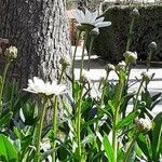 Leucanthemum graminifolium Цвят