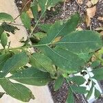 Solanum seaforthianum Levél
