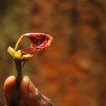 Afzelia bipindensis Flor
