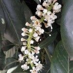 Prunus laurocerasus 花