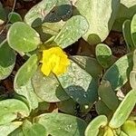 Portulaca oleracea Folio