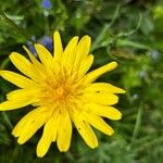 Tragopogon orientalis Flower