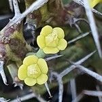 Euphorbia septentrionalis Blomma