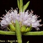 Mentha cervina Flower
