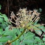 Myrrhidendron donnellsmithii Fruit