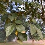 Handroanthus chrysotrichus Fuelha