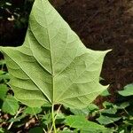 Catalpa fargesii Leaf