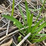 Narcissus minor Leaf