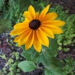 Rudbeckia hirta Fiore