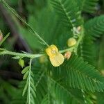 Chamaecrista nictitans Floare