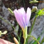 Lactuca perennis Blüte