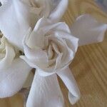 Gardenia jasminoides花