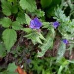 Echium vulgareFlower