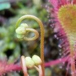 Drosera × obovata പുഷ്പം