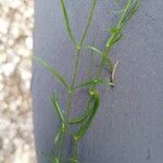 Heliosperma pusillum Leaf