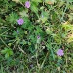 Geranium pusillumLorea