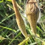 Oxypetalum solanoides Fruit