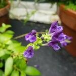 Scutellaria javanica Lorea